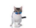 cute little metis cat looking over retro sunglasses and standing up