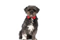 Cute little metis dog wearing a red bowtie