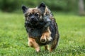 Cute little mixed breed dog running Royalty Free Stock Photo