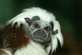 Cute little monkey Royalty Free Stock Photo