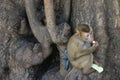 Cute little monkey being chained to tree holding nibbling fresh