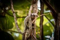 A Baby White-Tufted Marmoset (Callithrix jacchus) clinging to a Tree in Rio de Janeiro, Brazil Royalty Free Stock Photo