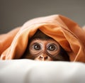 Cute little monkey hiding under a blanket in a dark room.