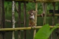Cute little monkey sitting on a bamboo fencing . Wildlife . Monkey . Royalty Free Stock Photo