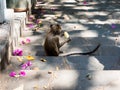 Cute little monkey on the stone steps