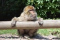 Monkeys / Singes Royalty Free Stock Photo