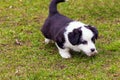 Two-color little thoroughbred Corgi puppy for a walk in the park.