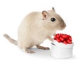 Cute little mouse Royalty Free Stock Photo