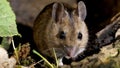 Mouse In Nature - Close Up View