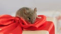 Cute little mouse on a gift with a red bow. The concept of giving gifts for the holidays. Banner Royalty Free Stock Photo