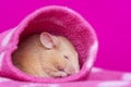 Cute little mouse sleeping