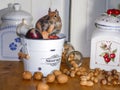 Cute little mouse in a storage pot of food with nuts and onion. Mice and rats are adorable pests that can carry deceases Royalty Free Stock Photo