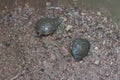 The cute little Mud turtle or Soft shelled turtle crawling and puts its head in the sand. Royalty Free Stock Photo