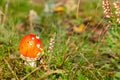 Cute little mushroom fly agaric red with white dots