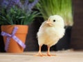 Cute little newborn chicken on the table Royalty Free Stock Photo