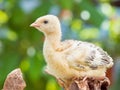 Little chicken turkey Royalty Free Stock Photo