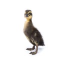 Cute little newborn fluffy duckling. One young duck isolated on a white Royalty Free Stock Photo