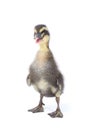 Cute little newborn fluffy duckling. One young duck isolated on a white Royalty Free Stock Photo