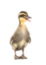 Cute little newborn fluffy duckling. One young duck isolated on a white Royalty Free Stock Photo