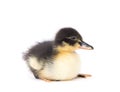 Cute little newborn fluffy duckling. One young duck isolated on a white Royalty Free Stock Photo