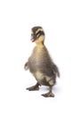 Cute little newborn fluffy duckling. One young duck isolated on a white Royalty Free Stock Photo