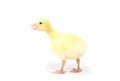 Cute little newborn fluffy duckling. One young duck isolated on a white Royalty Free Stock Photo