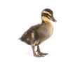 Cute little newborn fluffy duckling. One young duck Royalty Free Stock Photo