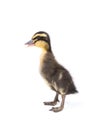 Cute little newborn fluffy duckling. One young duck isolated on a white Royalty Free Stock Photo