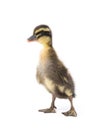 Cute little newborn fluffy duckling. One young duck isolated on a white Royalty Free Stock Photo