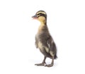 Cute little newborn fluffy duckling. One young duck isolated on a white Royalty Free Stock Photo