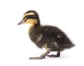 Cute little newborn fluffy duckling. One young duck isolated on a white Royalty Free Stock Photo