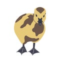 Cute little newborn fluffy gosling. One young goose isolated on a white background, vector illustration.