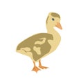 Cute little newborn fluffy gosling. Young white baby goose isolated on a white background, vector illustration.