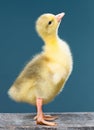 Cute little newborn gosling