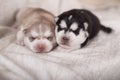 Cute little newborn husky lying together and sleeping Royalty Free Stock Photo