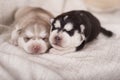 Cute little newborn husky lying together and sleeping Royalty Free Stock Photo