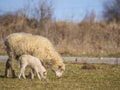 cute little newborn lamb and its mother isolated on white Royalty Free Stock Photo