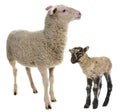 Cute little newborn lamb and its mother isolated on white Royalty Free Stock Photo