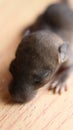 a cute little newborn rat baby