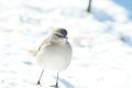 Cute little Northern mockingbird standing on snow during daylight