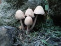Cute Little Ohio Mushy Mushrooms