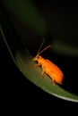 cute little orange bug on green leaf Royalty Free Stock Photo