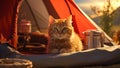 A cute little orange cat who likes to sit in front of a tent, when camping on weekends. and spend free time to fully relax in