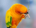 Little orange parrot eating on a tree branch Royalty Free Stock Photo