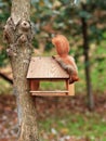 Cute little orange squirrel peeps into a bird feeder tied to a tree in a city park