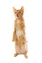 Cute little orange tabby kitten, isolated on white Royalty Free Stock Photo