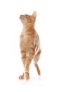 Cute little orange tabby kitten, isolated on white Royalty Free Stock Photo