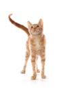 Cute little orange tabby kitten, isolated on white Royalty Free Stock Photo