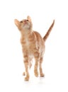 Cute little orange tabby kitten, isolated on white Royalty Free Stock Photo