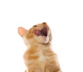 Cute little orange tabby kitten, isolated on white Royalty Free Stock Photo